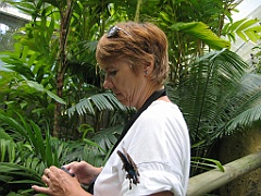 089 Kuranda Butterfly Sanctuary